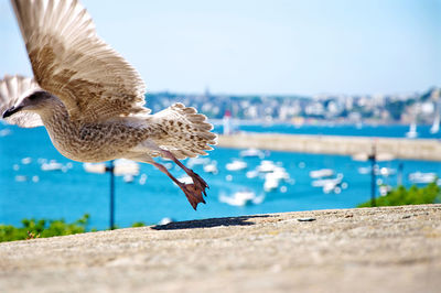 Close-up of seagull flying over swimming pool