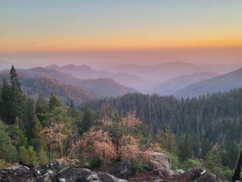 Sunset in the sequoias