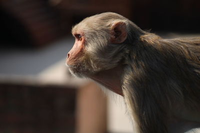 Close-up of monkey