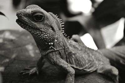 Close-up of lizard