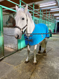 Horse standing in stable