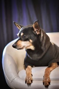 Close-up of a dog looking away at home