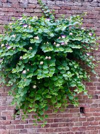 Close-up of ivy growing on brick wall