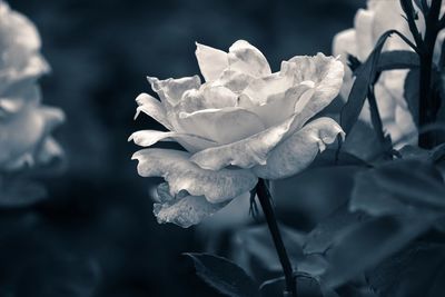 Close-up of white rose