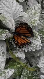 High angle view of butterfly on flower