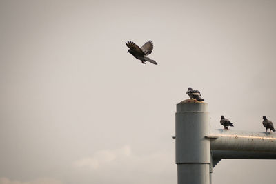 Low angle view of bird flying against sky