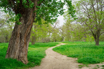 Trees on field