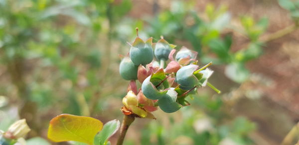 plant