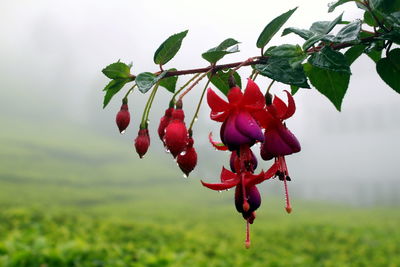 Close-up of red flowers