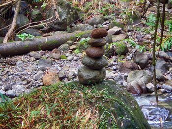 Moss growing on rock in forest