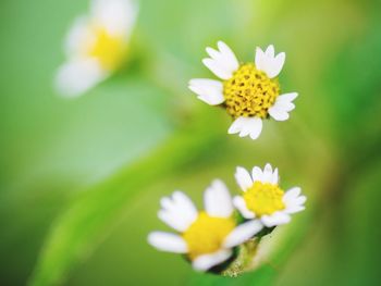 Close-up of white daisy flower