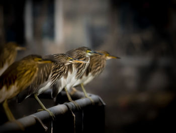 Close-up of bird perching