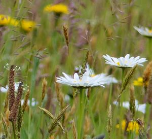 Close-up of flowers in field