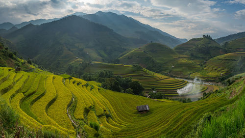 Scenic view of rice field against sky