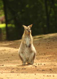 Kangaroo in zoo brno