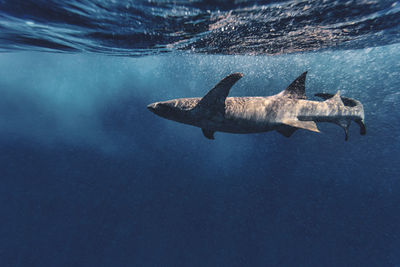 Gray nurse shark swimming in sea