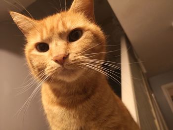 Close-up portrait of a cat