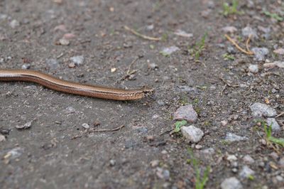 High angle view of lizard on the road