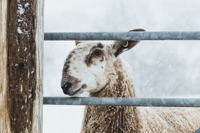 Close-up of sheep in pen during snowfall