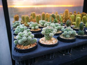Close-up of potted plants