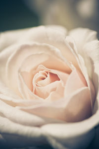 Close-up of white rose