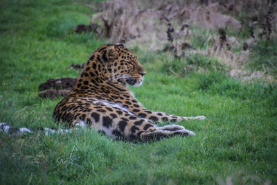 Giraffe in grass