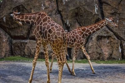 Giraffes against rock formation at zoo