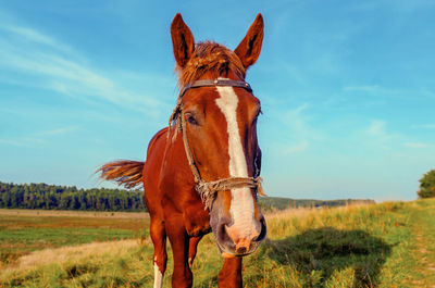 Horse standing on field against sky