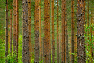 Full frame shot of bamboo trees in forest