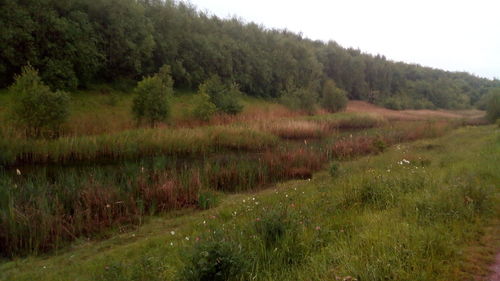 Scenic view of field against sky