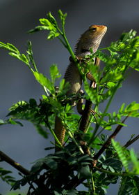 Close-up of butterfly perching on tree
