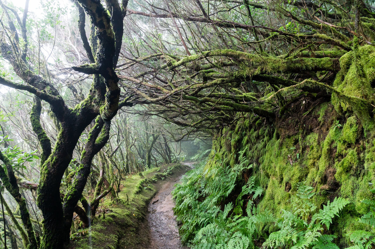 SCENIC VIEW OF TREES IN FOREST