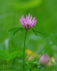 Close-up of pink flower blooming outdoors