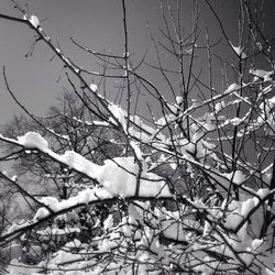 Bare trees against the sky