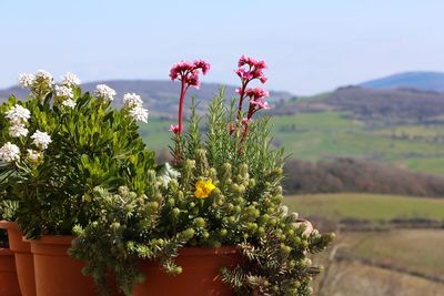 Potted plants with mountain in background