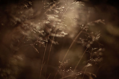 Close-up of plants on field against sky