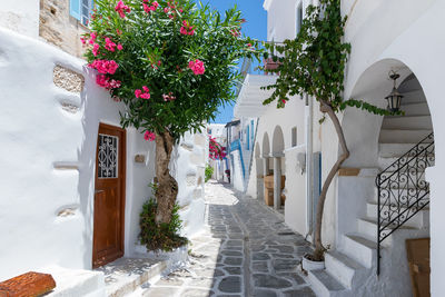 Potted plants on footpath amidst buildings