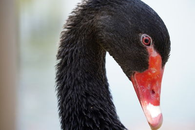 Close-up of black swan