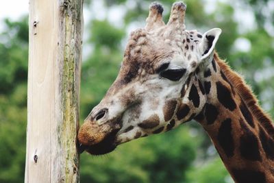 Close-up of giraffe