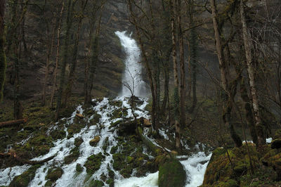 Snow covered trees in forest