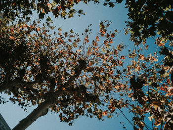 Low angle view of cherry blossoms against sky