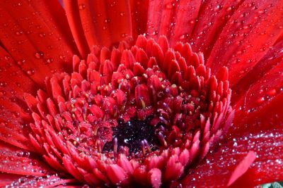 Macro shot of pink flower