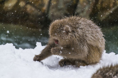 Snow monkeys eating snow