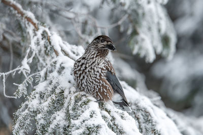 Close-up of bird perching on snow covered rock