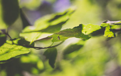 Close-up of green leaf