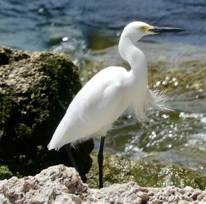 Close-up of egret in lake