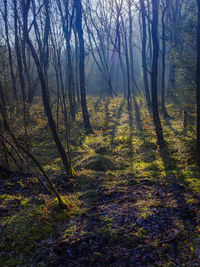 Trees in forest