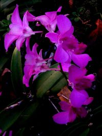 Close-up of pink flower