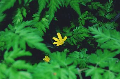 Close-up of plants