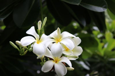 Close-up of white flowering plant